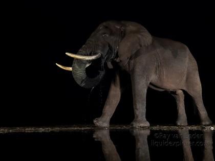 Zimanga-50-South-Africa-Wildlife-Wild