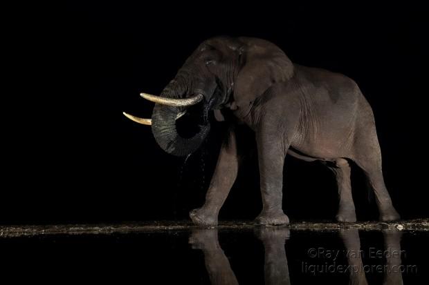 Zimanga-50-South-Africa-Wildlife-Wild