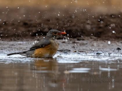 Zimanga-51-South-Africa-Wildlife-Wild