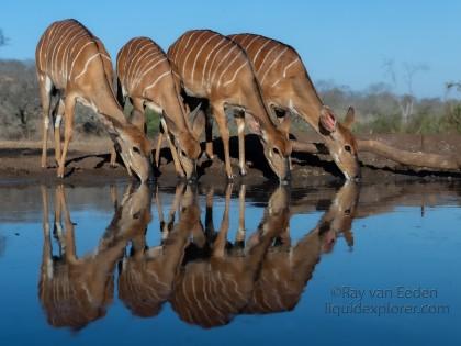 Zimanga-52-South-Africa-Wildlife-Wild