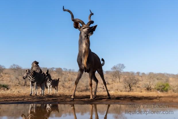 Zimanga-53-South-Africa-Wildlife-Wild