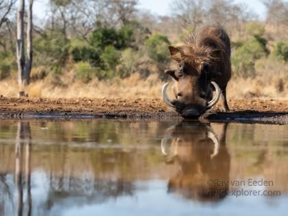 Zimanga-54-South-Africa-Wildlife-Wild