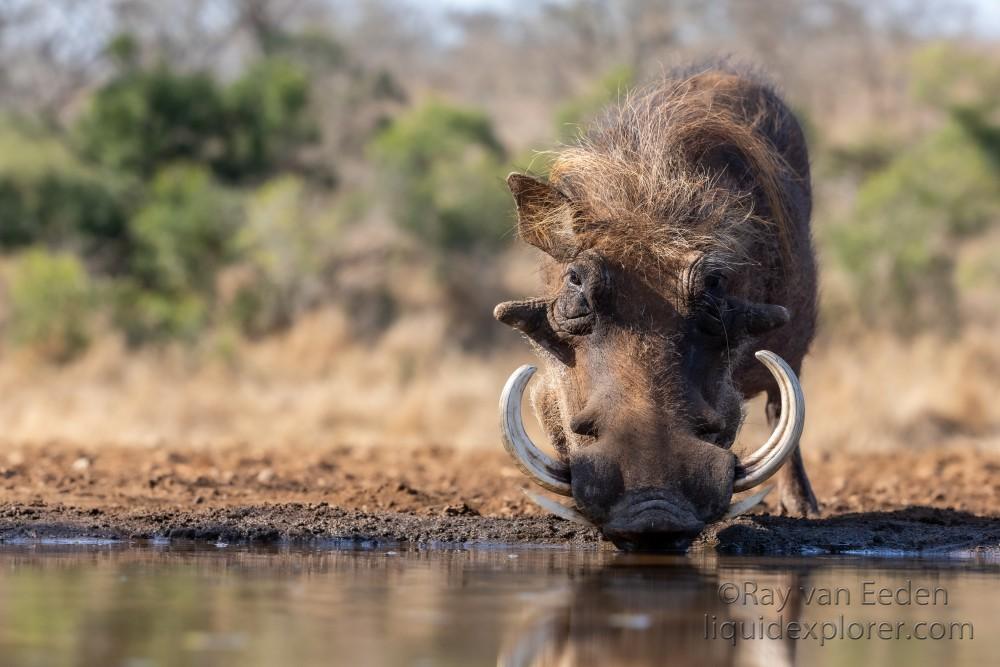 Zimanga-55-South-Africa-Wildlife-Wild