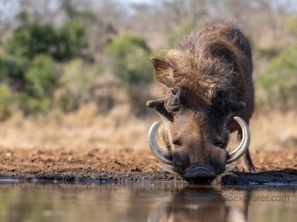 Zimanga-55-South-Africa-Wildlife-Wild