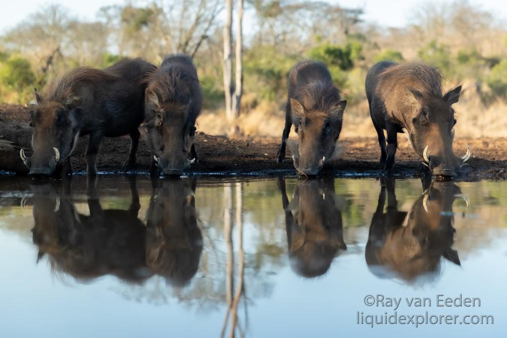 Zimanga-56-South-Africa-Wildlife-Wild