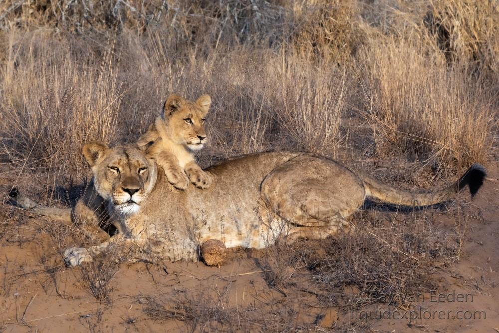 Zimanga-61-South-Africa-Wildlife-Wild