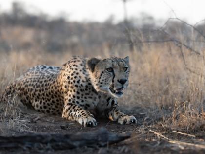 Zimanga-7-South-Africa-Wildlife-Wild