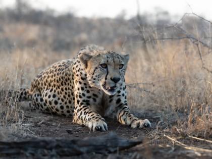 Zimanga-8-South-Africa-Wildlife-Wild