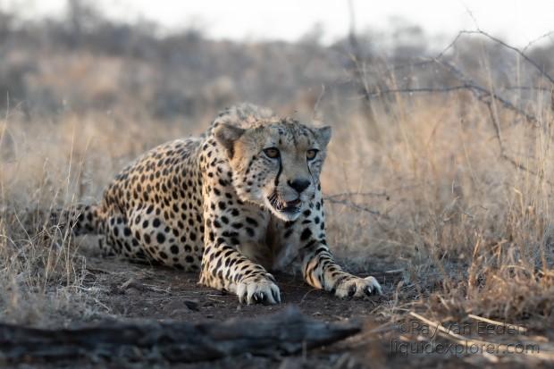 Zimanga-8-South-Africa-Wildlife-Wild
