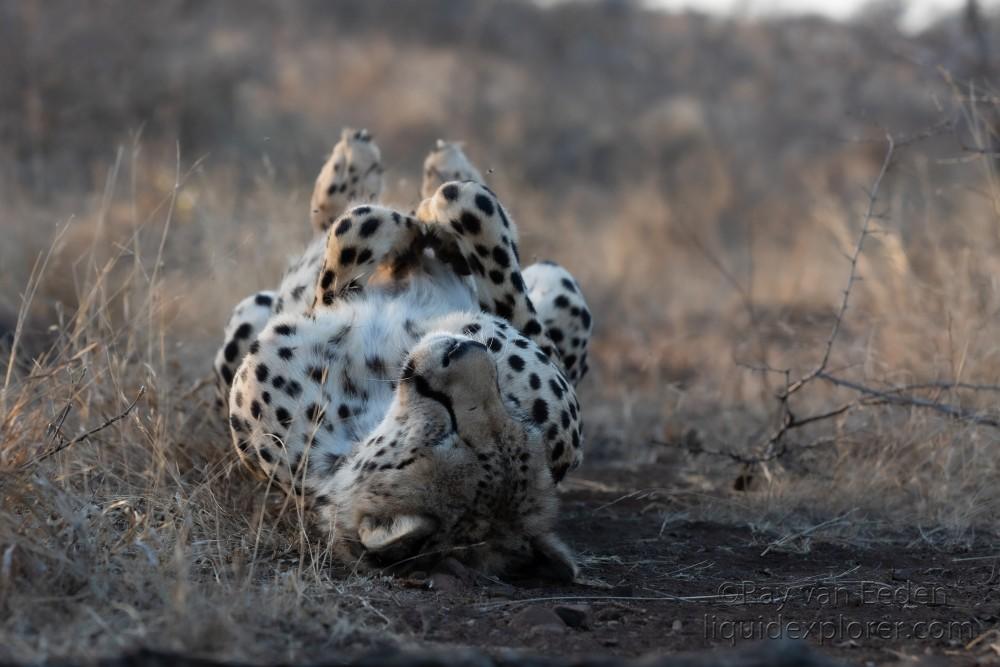 Zimanga-9-South-Africa-Wildlife-Wild