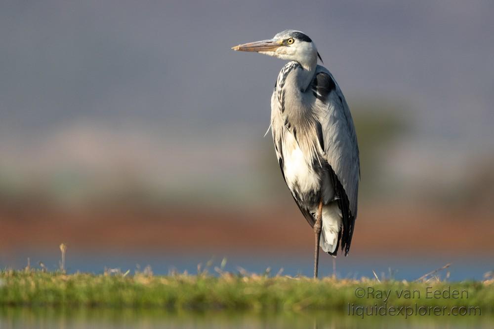 Zimanga-103-South-Africa-Wildlife-Wild