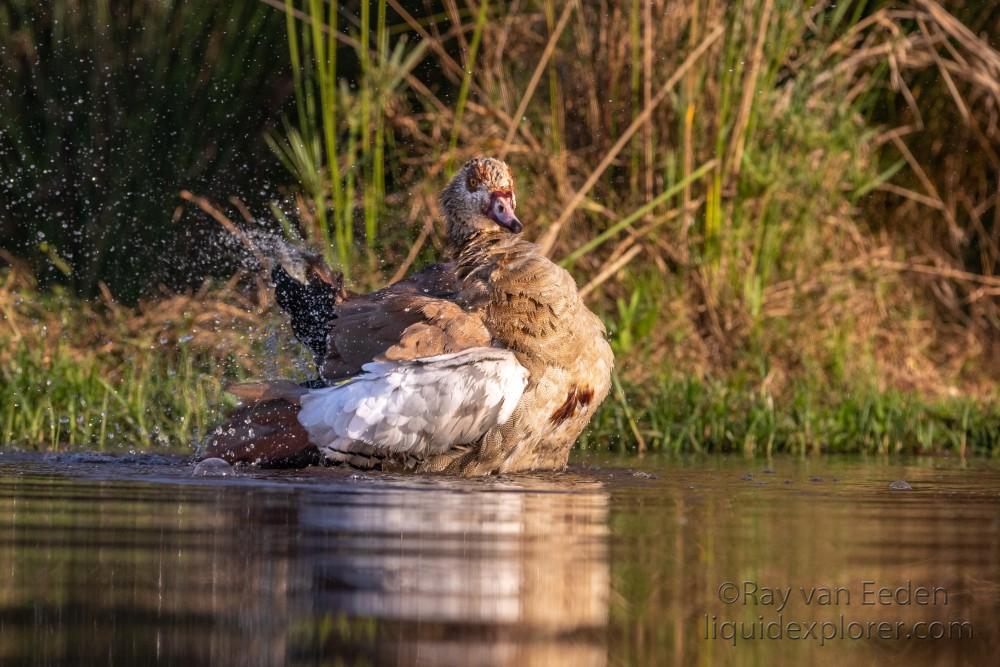 Zimanga-106-South-Africa-Wildlife-Wild