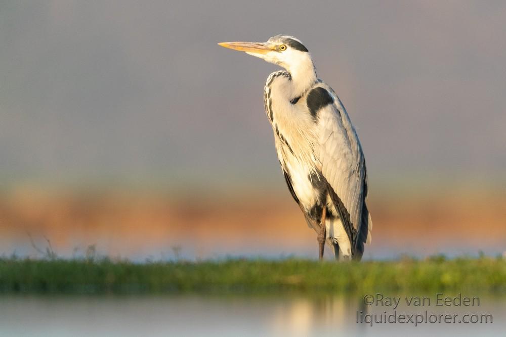 Zimanga-118-South-Africa-Wildlife-Wild