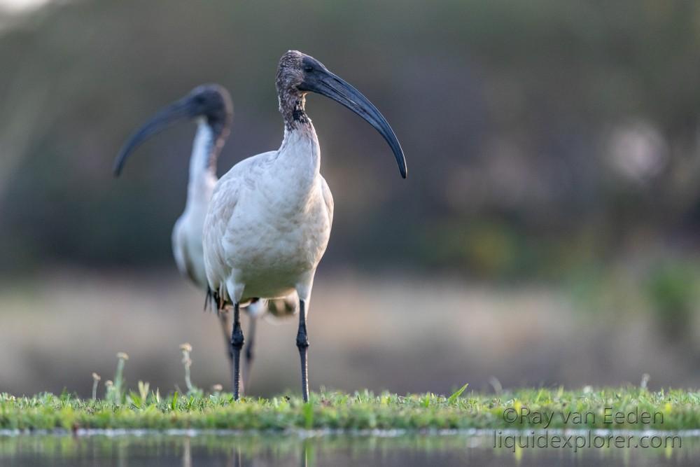 Zimanga-119-South-Africa-Wildlife-Wild