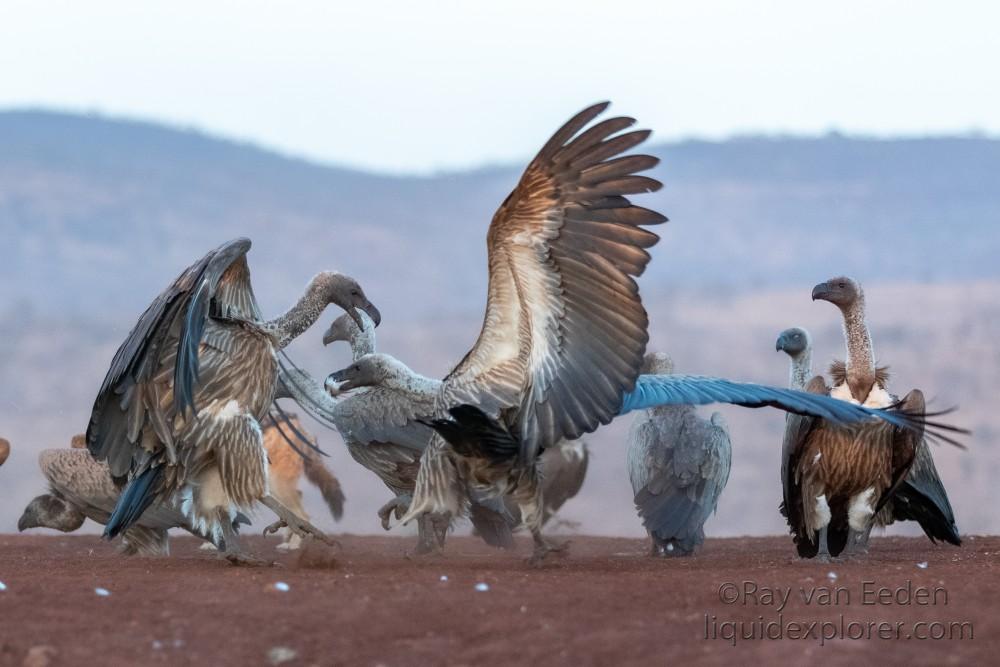 Zimanga-124-South-Africa-Wildlife-Wild