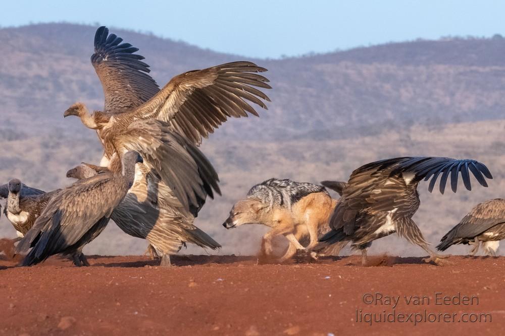 Zimanga-128-South-Africa-Wildlife-Wild