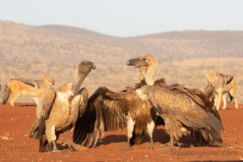 Zimanga-133-South-Africa-Wildlife-Wild