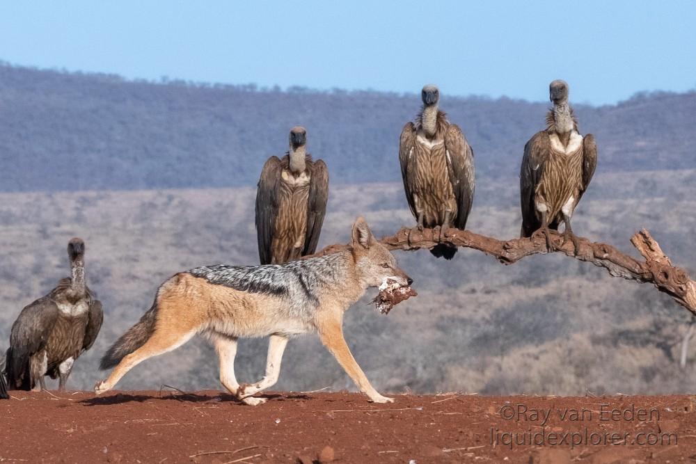 Zimanga-136-South-Africa-Wildlife-Wild