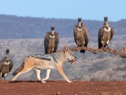 Zimanga-136-South-Africa-Wildlife-Wild