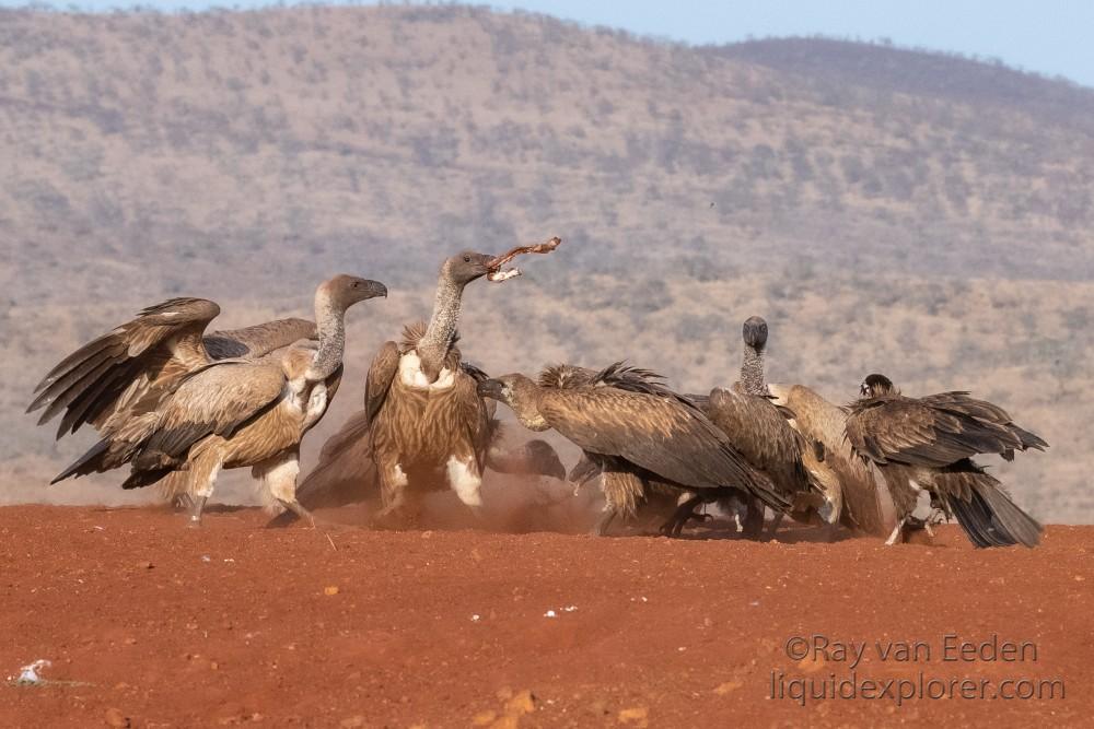 Zimanga-138-South-Africa-Wildlife-Wild