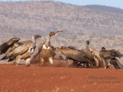 Zimanga-138-South-Africa-Wildlife-Wild