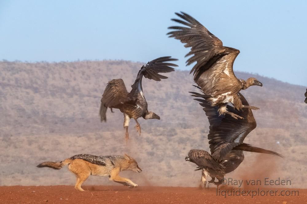 Zimanga-140-South-Africa-Wildlife-Wild