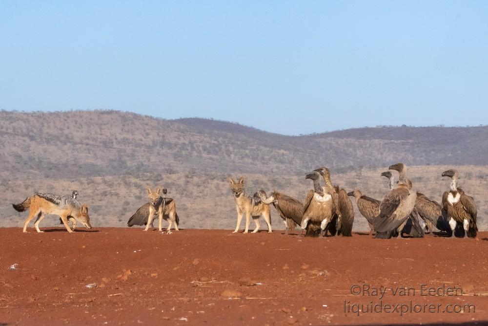 Zimanga-142-South-Africa-Wildlife-Wild