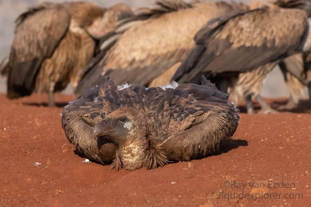 Zimanga-143-South-Africa-Wildlife-Wild