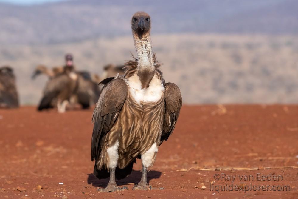 Zimanga-144-South-Africa-Wildlife-Wild