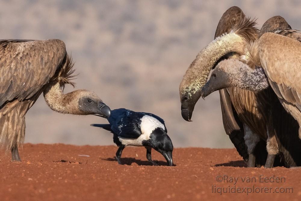 Zimanga-145-South-Africa-Wildlife-Wild