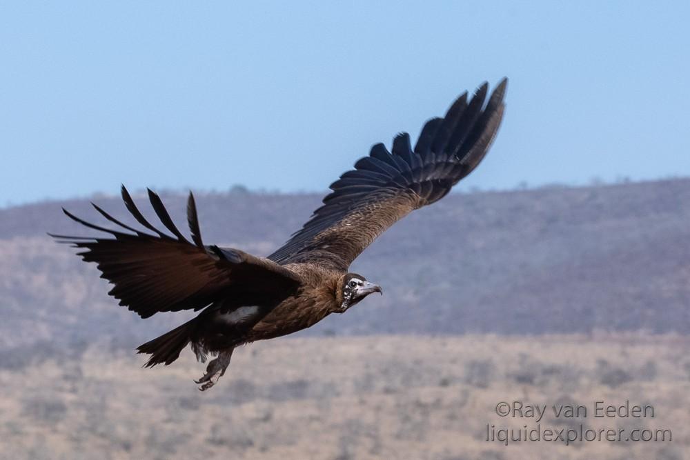 Zimanga-147-South-Africa-Wildlife-Wild