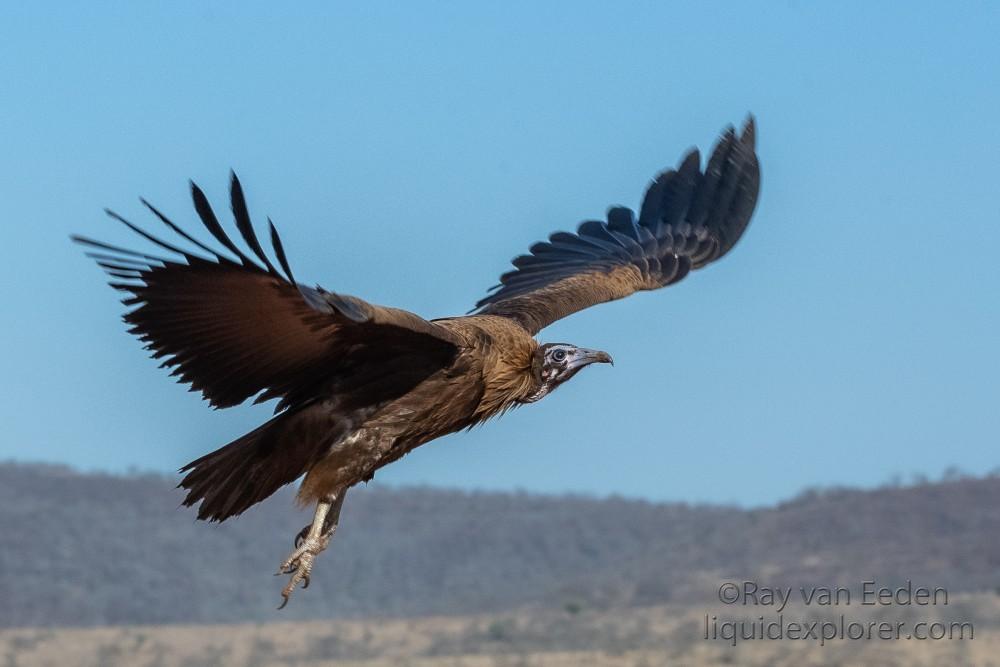 Zimanga-148-South-Africa-Wildlife-Wild