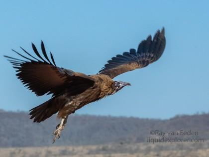 Zimanga-148-South-Africa-Wildlife-Wild