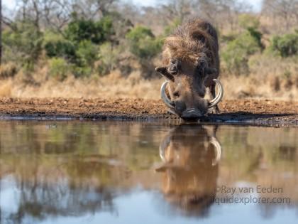 Zimanga-149-South-Africa-Wildlife-Wild