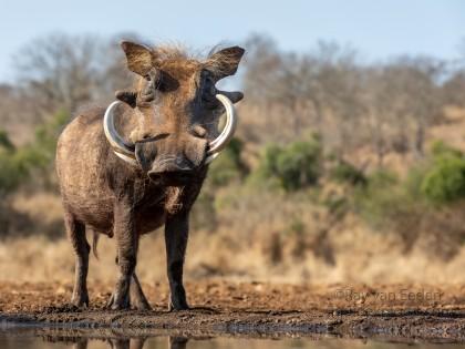 Zimanga-151-South-Africa-Wildlife-Wild