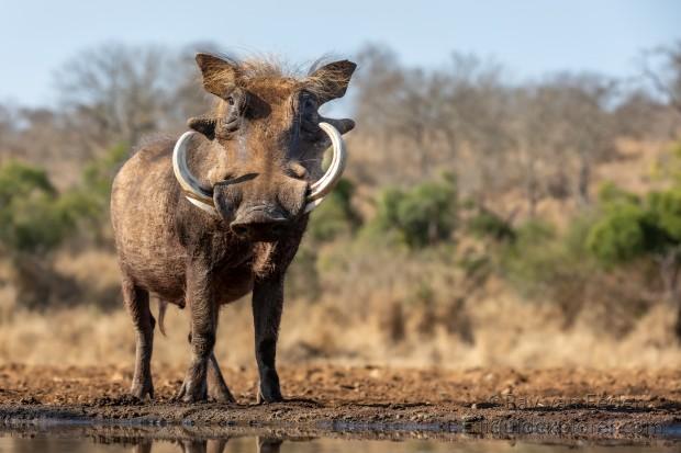 Zimanga-151-South-Africa-Wildlife-Wild