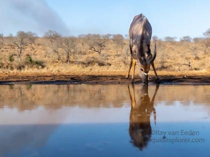 Zimanga-152-South-Africa-Wildlife-Wild