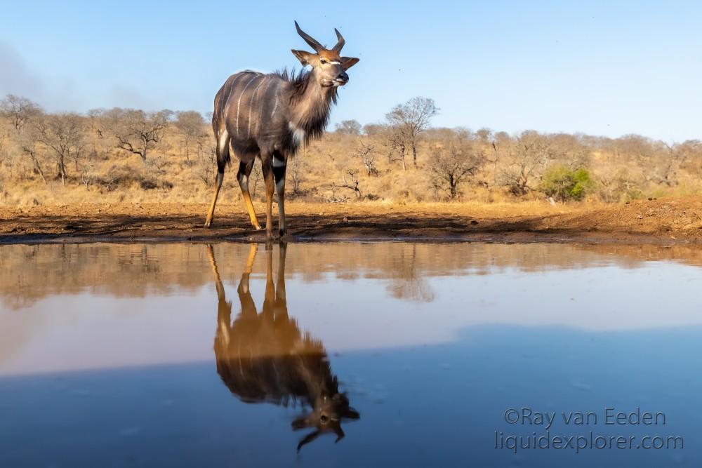 Zimanga-153-South-Africa-Wildlife-Wild