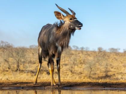 Zimanga-154-South-Africa-Wildlife-Wild