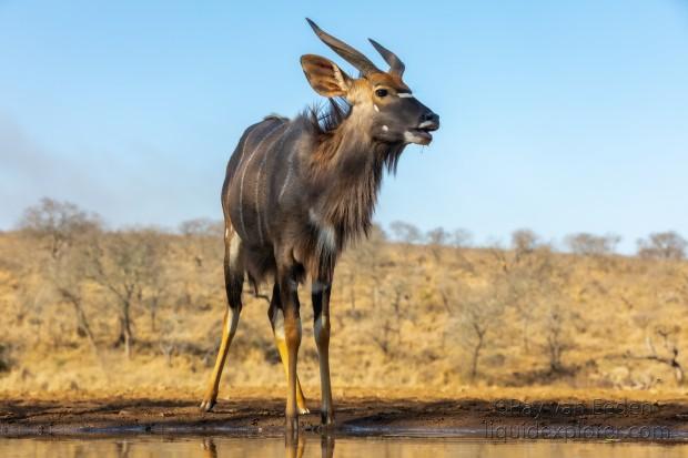 Zimanga-154-South-Africa-Wildlife-Wild