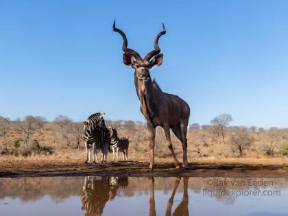 Zimanga-155-South-Africa-Wildlife-Wild
