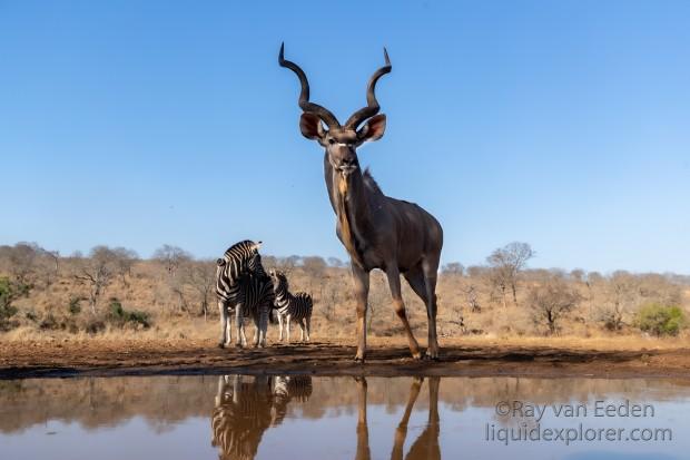 Zimanga-155-South-Africa-Wildlife-Wild