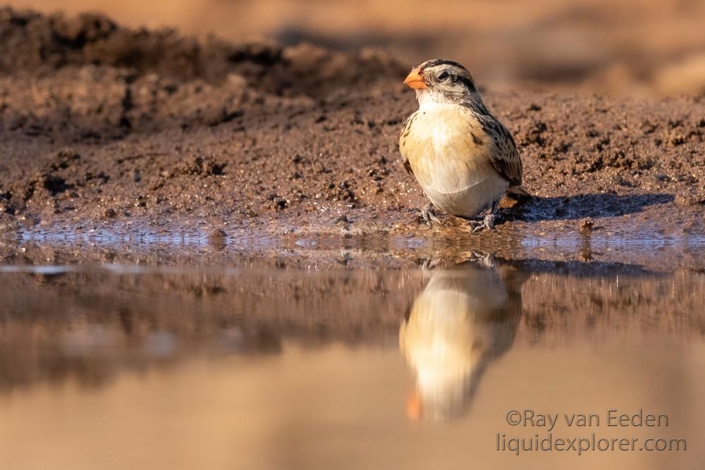 Zimanga-156-South-Africa-Wildlife-Wild