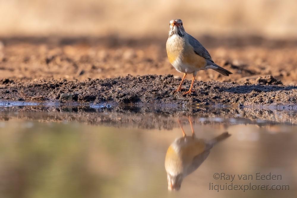 Zimanga-157-South-Africa-Wildlife-Wild