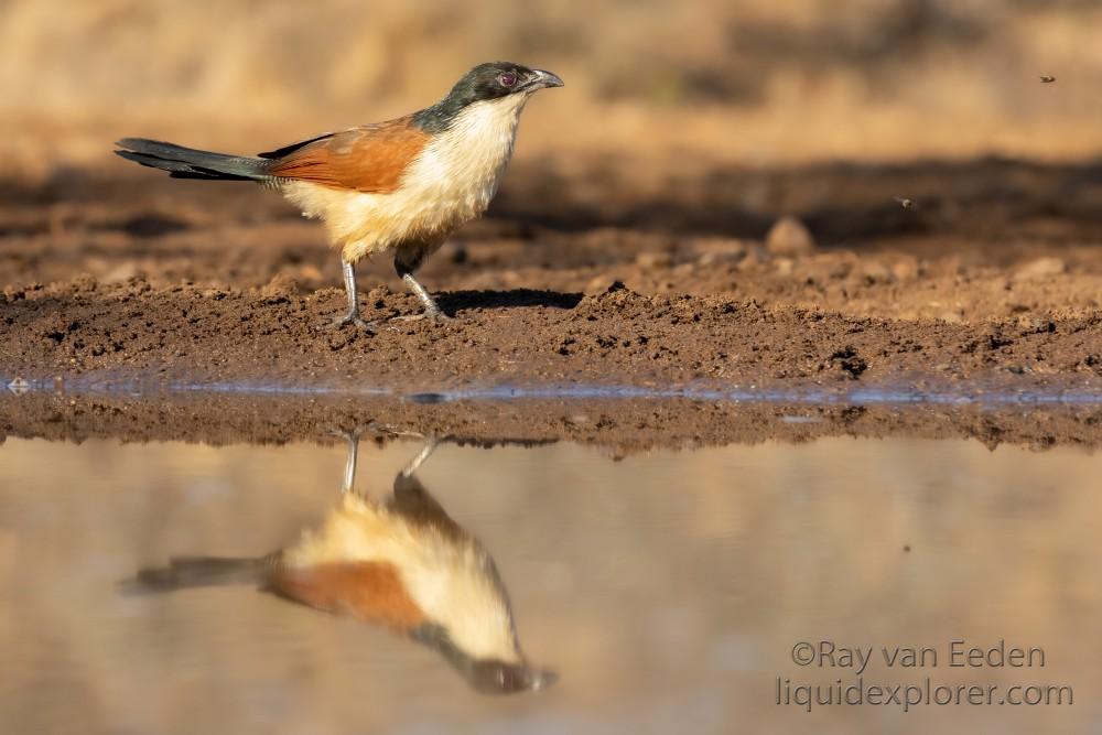 Zimanga-158-South-Africa-Wildlife-Wild