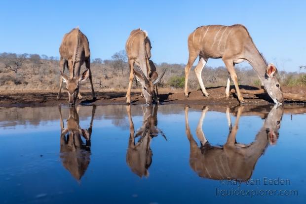 Zimanga-159-South-Africa-Wildlife-Wild