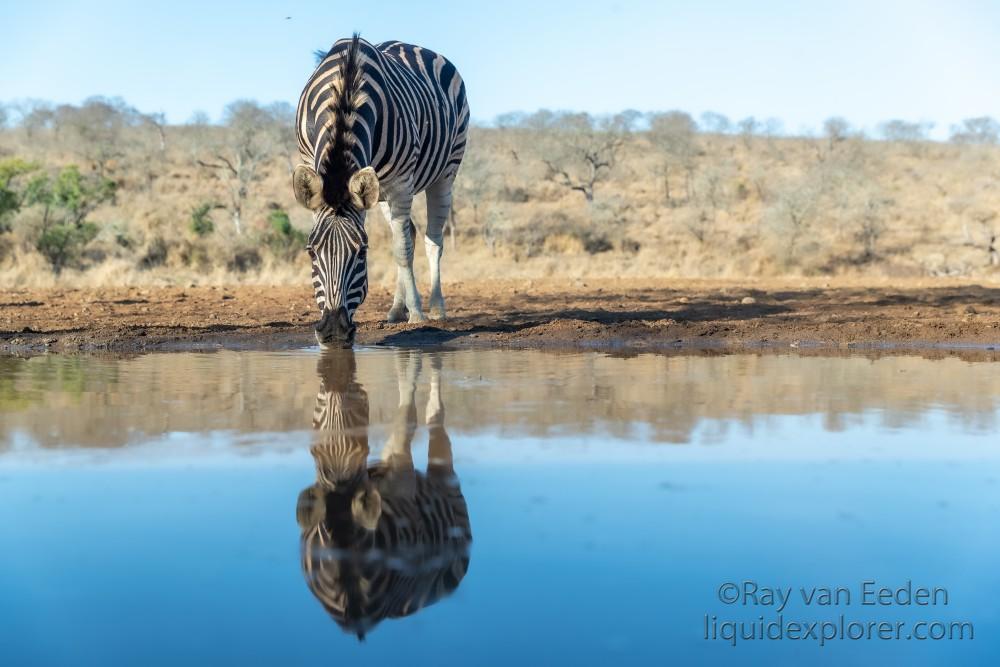 Zimanga-161-South-Africa-Wildlife-Wild