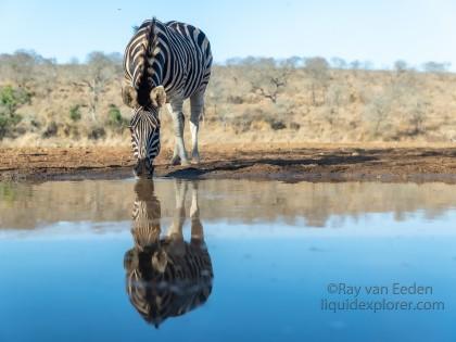 Zimanga-161-South-Africa-Wildlife-Wild