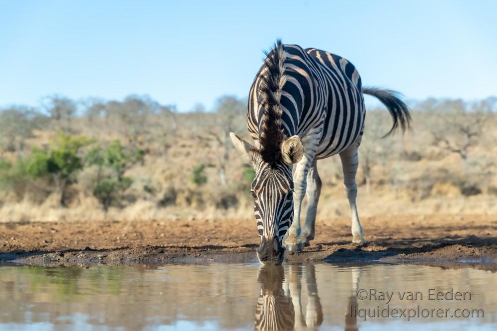 Zimanga-162-South-Africa-Wildlife-Wild