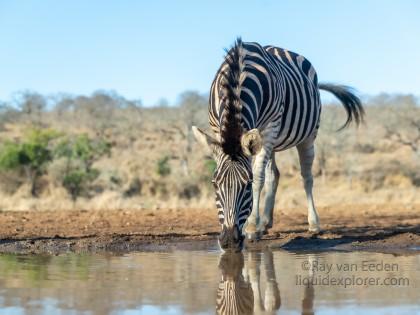 Zimanga-162-South-Africa-Wildlife-Wild
